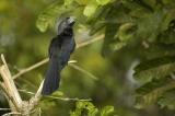 Groove-billed Ani