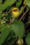 Golden-browed Warbler 2