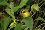 Golden-browed Warbler 3