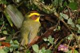 Golden-browed Warbler 4