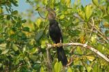 Anhinga 2