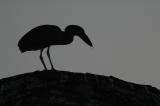 Boat-Billed Heron Silhouette