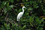 Snowy Egret