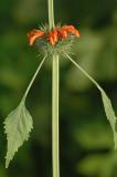 Wildflower