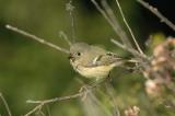 Ruby-Crowned Kinglet