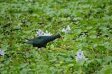 Purple Gallinule