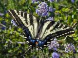 Pale Swallowtail