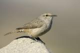 Patio Rock Wren 3