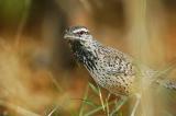 Cactus Wren 2