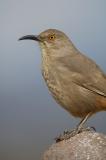 Curve-Billed Thrasher 2