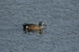 Blue-winged Teal