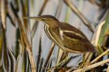 Least Bittern