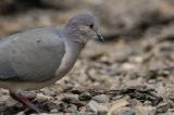 White-tipped Dove