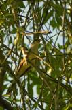 Yellow-billed Cuckoo