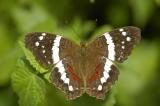 Banded Peacock