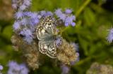 Checkered Skipper