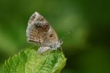 Lantana Scrub-Hairstreak