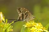 Long-tailed Skipper - Ventral