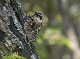 Mexican Bluewing - Ventral