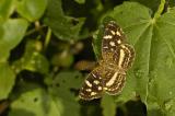 Pale-banded Crescent