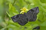 Sickle-Winged Skipper - Male