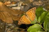 Tawny Emperor