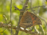 Tropical Leafwing - Ventral