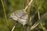Tropical Leafwing - Ventral
