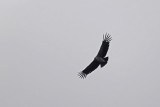 Andean Condor 2