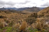 Churquiagua and Other Paramo Plants 