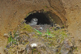 Paramo Ground-Tyrant Nest