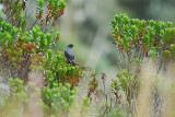 Red-crested Cotinga