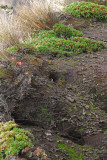 Stout-billed Cinclodes and Burrows