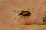 Beetle