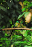 Long-tailed Sylph 2