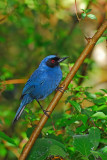 Masked Flowerpiercer 4