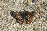 Quino Checkerspot Butterfly 2