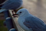 New Zealand animals