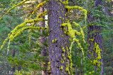 Colourful Lichens on Pines