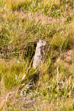 Beldings ground squirrel