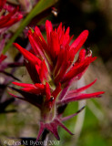 Red paintbrush flower