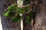 Whitebark pine