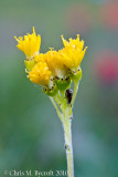 A yellow daisy