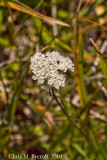 Yarrow (Achillea millefolium)