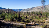 Day 8: Burnt Forest, South of Red Meadows