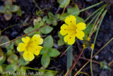 Monkey flower