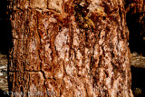 Foxtail pine bark