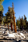 Foxtail pine forest, south of Bighorn Plateau