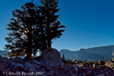 Foxtail pines silhouette, Mt Whitney behind