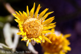 Alpine gold